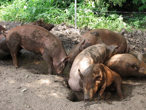 Mud hole